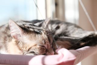 Hamac chat radiateur pas cher : un coin chaud pour l'hiver