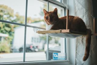 Hamac pour chat fenêtre