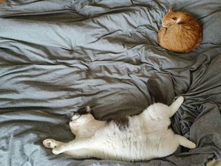 Housse de couette 200x200 chat