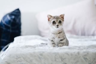 Housse de couette chatons