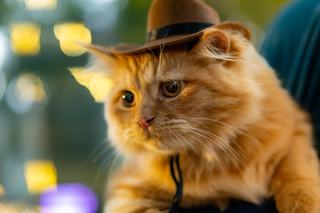 Chapeau de fête pour chat