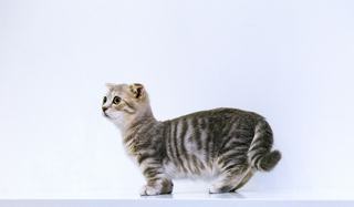 Chat minion : le déguisement jaune et bleu, porté sans stress