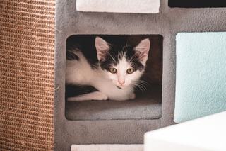 Cube griffoir pour chat : cachette, couchage et griffes