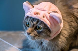 Déguisement rugbyman pour chat