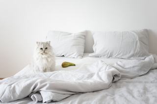Housse de couette chat persan