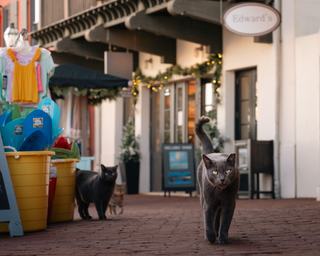 Boutique chat : boutique et blog pour chats