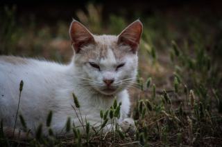 Litière pour chat : bien choisir selon son type et son chat
