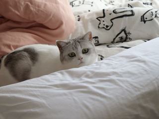 Couette chat