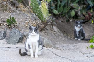 Pourquoi mon chat me suis partout : les vraies raisons