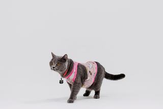 Pyjama chat : sélection originale sur Chat Bada