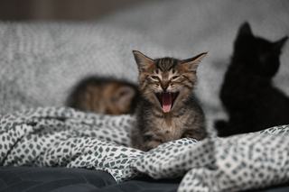 Housse de couette chat 2 personnes