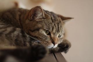 Pouvoir surnaturel des chats : mythes et vraies explications