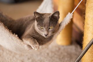Hamac de chaise pour chat
