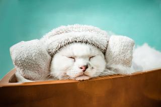 Bonnet chat crochet