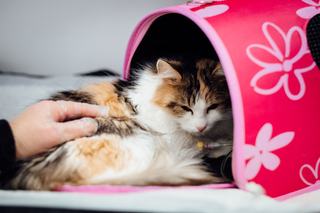 Quelle taille de sac bulle pour son chat ?