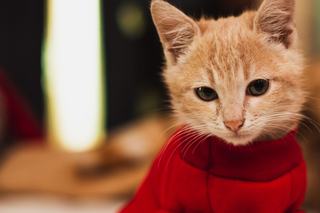 Pull homme chat : motif, matière et coupe à bien choisir