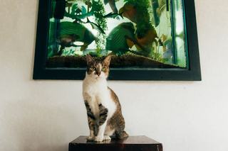 Tableau chat aquarium