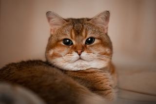 British shorthair roux : couleur, caractère et conseils