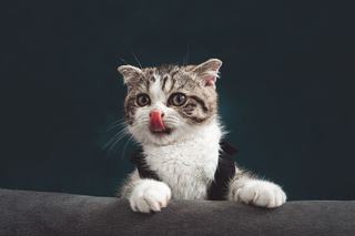Chat boxeur