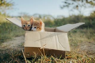 Maison griffoir en carton