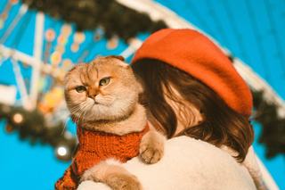 Un vêtement humour pour chat, le temps d'une photo réussie