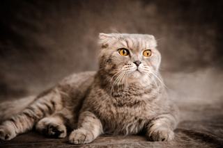 9 faits surprenants sur les pattes de chat et leurs coussinets