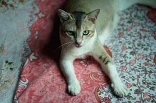 Parure de draps chat