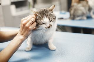 Bague chat solitaire