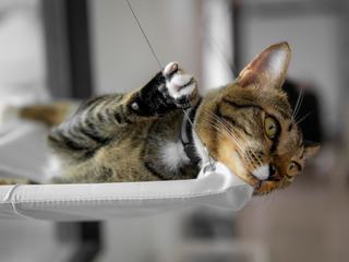 Hamac chat balcon : un coin au soleil en toute sécurité