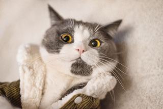 Pull poche chat