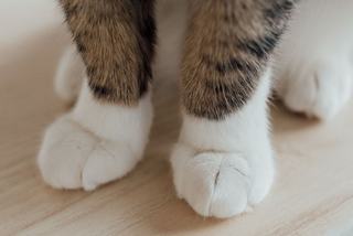Chaussons chat : sélection originale sur Chat Bada