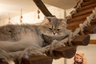 Arbre à chat design luxe : un meuble pour le salon