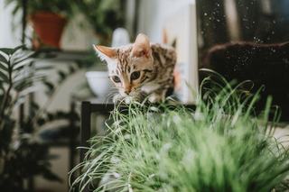 Decor chat : sélection originale sur Chat Bada