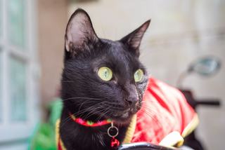 Deguisement empereur pour chat