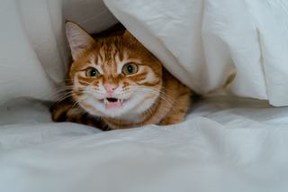 Housse de couette chat 240x260