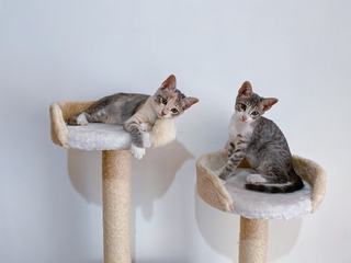 Arbre à chat haut