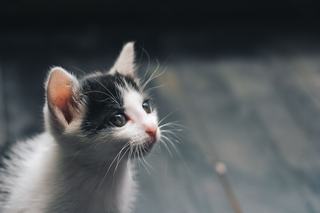 Chaton kawaii dessin : les étapes pour le réussir facilement