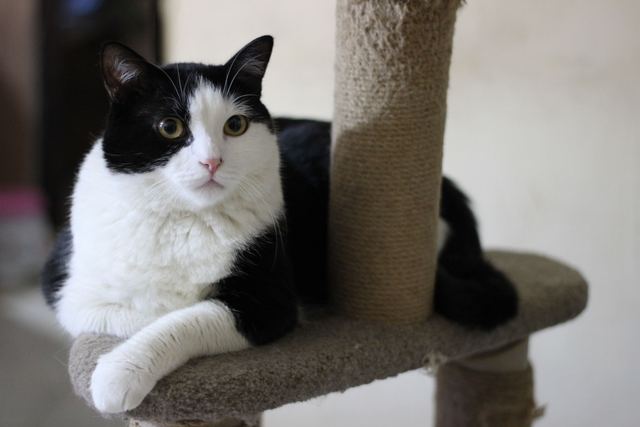 Arbre à chat avec griffoir : détail produit et avis Arbre à chat avec griffoir : détail produit et avis