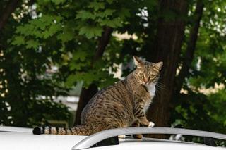 Chat qui bat de la queue : signification de chaque mouvement