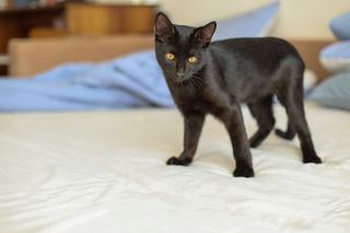 Parure de lit chat noir