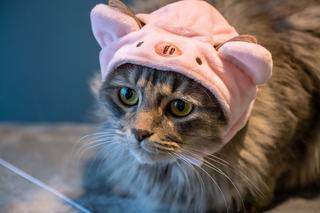 Bonnet chat : sélection originale sur Chat Bada