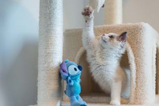 Griffoir élégant pour chat : un objet beau et solide au salon
