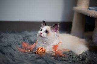 Chausson chat pompon