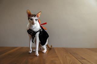 Habit robe pour chat classique