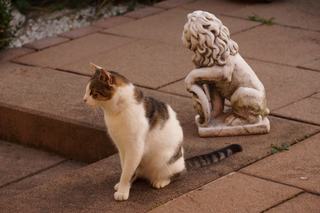 Tableau chat lion : le chat qui se voit en roi