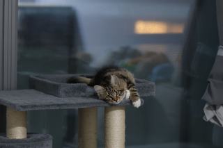 Arbre à chat moderne : un meuble pour le chat et le salon