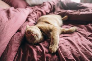 Parure de lit chat 2 personnes