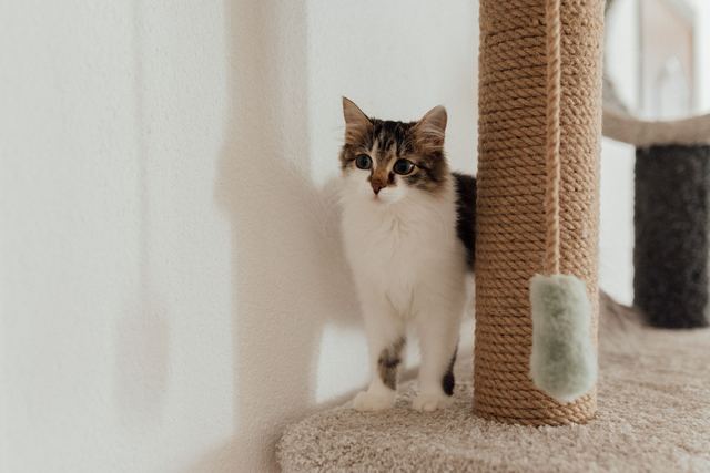 Chat qui griffe le canapé : comprendre le geste et le déplacer Chat qui griffe le canapé : comprendre le geste et le déplacer
