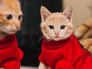 Pull pour porter son chaton