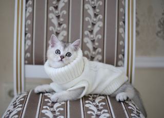 Pull pour chat : sélection originale sur Chat Bada